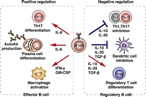Effector B Cells