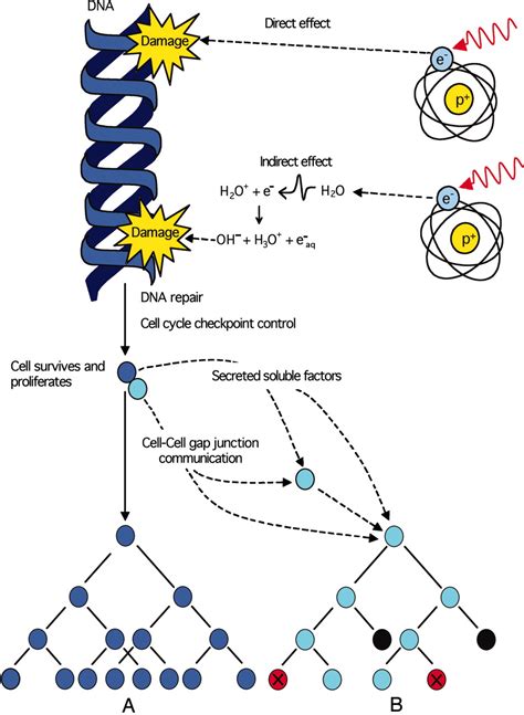 Effects Of Indirect Signal Absorption In The Chemotaxis Absorption Science - Absorption Science