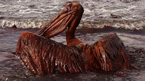 Read Online Effects Of Oil Spills On Wildlife And Habitat 