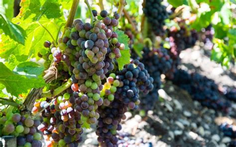 eget vin på vindruvor