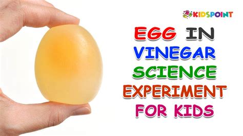 Egg And Vinegar Experiment