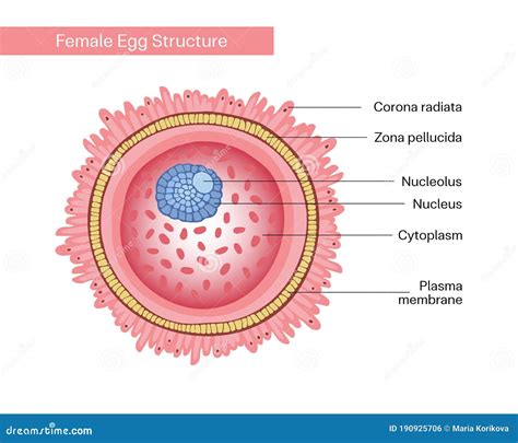 egg cell