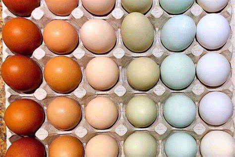 egg colors