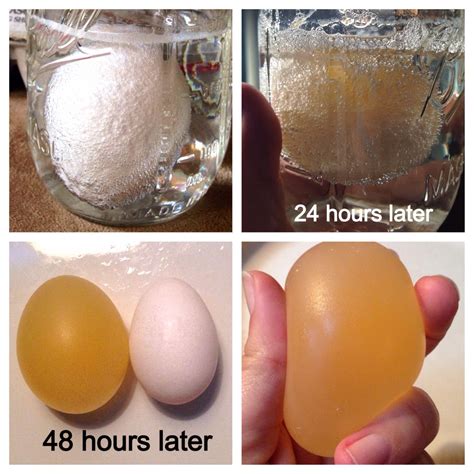 Egg In Vinegar Experiment