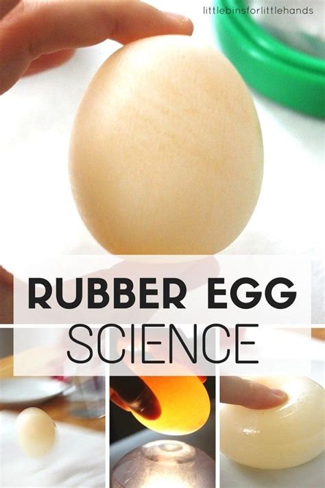 Egg In Vinegar Experiment Little Bins For Little Bouncy Egg Science Experiment - Bouncy Egg Science Experiment