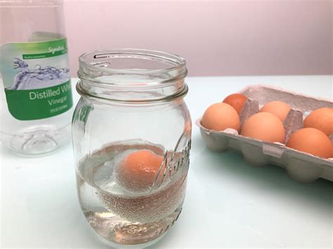 Egg In Vinegar Experiment Make A Rubber Egg Bouncy Egg Science Experiment - Bouncy Egg Science Experiment