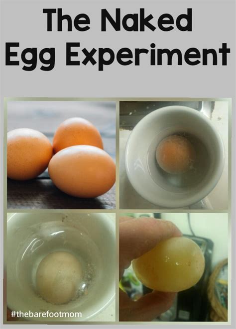 Egg In Vinegar Experiment Naked Egg Science Experiment Bouncy Egg Science Experiment - Bouncy Egg Science Experiment
