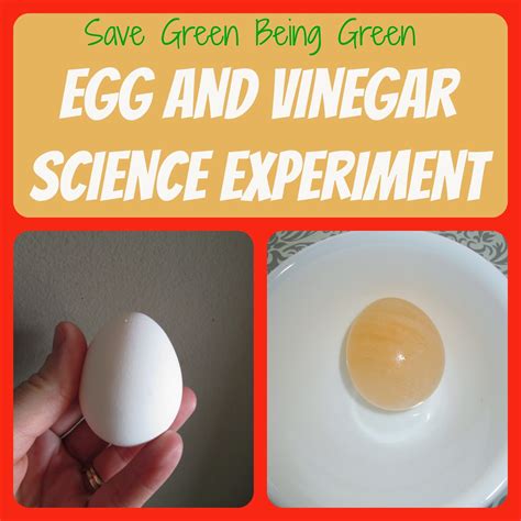 Egg In Vinegar Experiment Science Experiment For Kids Bouncy Egg Science Experiment - Bouncy Egg Science Experiment