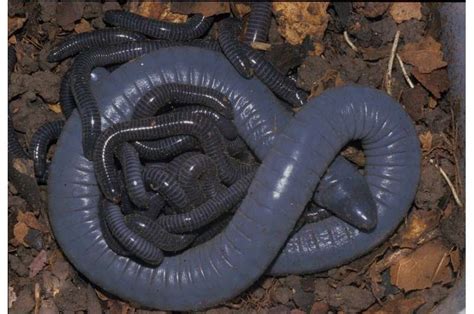 Egg Laying Caecilian Amphibians Produce Milk For Their Science Eggs - Science Eggs