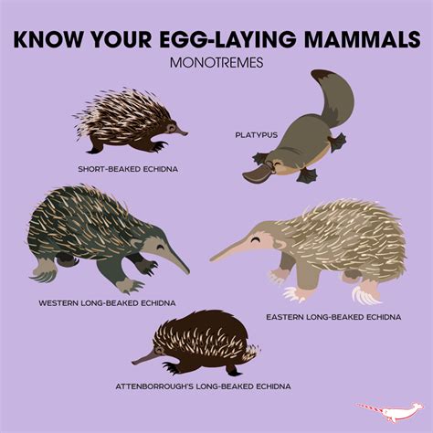 Egg Laying Mammals