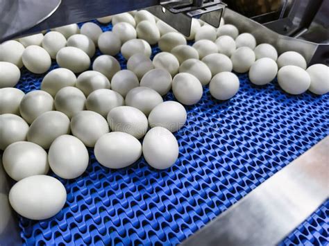 Egg Processing U S Poultry Egg Association
