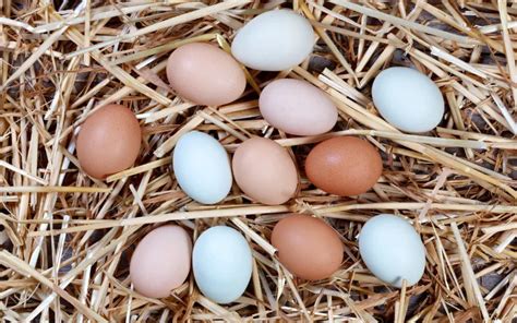 egg shell color