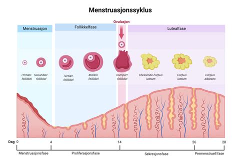 eggløsning under mensen