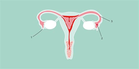 eggløsning ved spiral