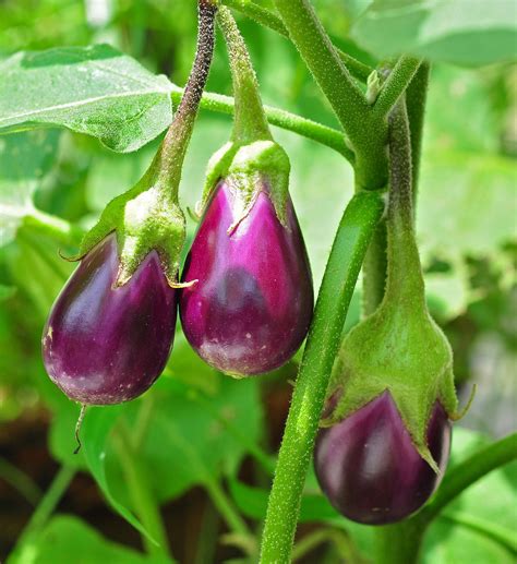 eggplant | AFRICAN EGGPLANT YALO Asian and tropical vegetable