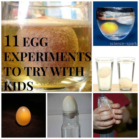 Eggs Science Kiwis Science Eggs - Science Eggs