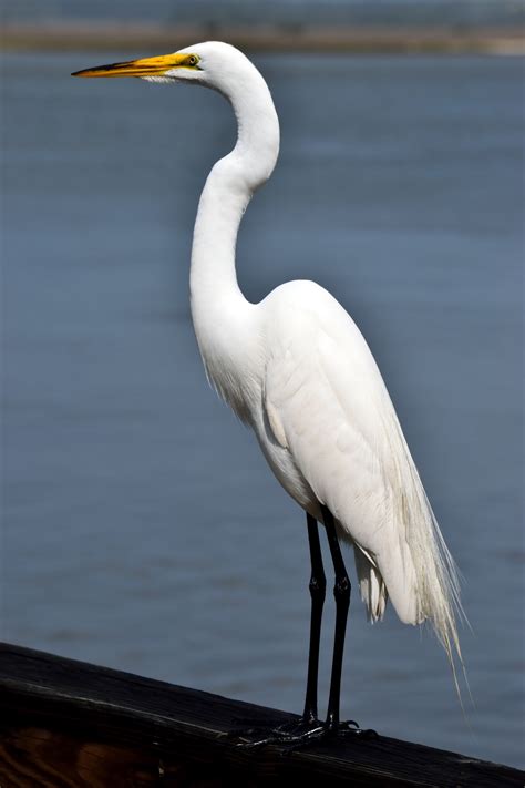 egret bird images