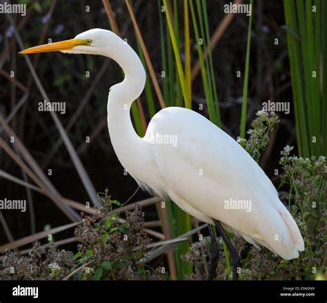 egret florida