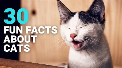 Eight Mind Blowing Facts About Cats According To Cat Science - Cat Science