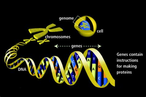 Eighth Grade Genetics Amp Genomics Science Experiments 8th Grade Genetics - 8th Grade Genetics