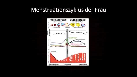 Ejakulation Der Frau