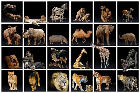 Ejemplos De Fauna