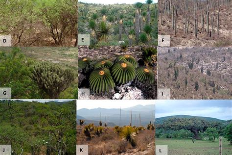 Ejemplos De Flora