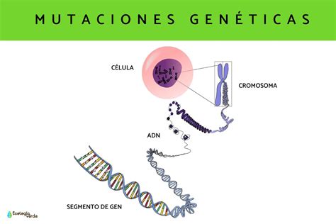 Ejemplos De Mutaciones
