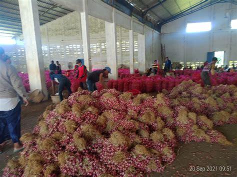 ekspor bawang goreng