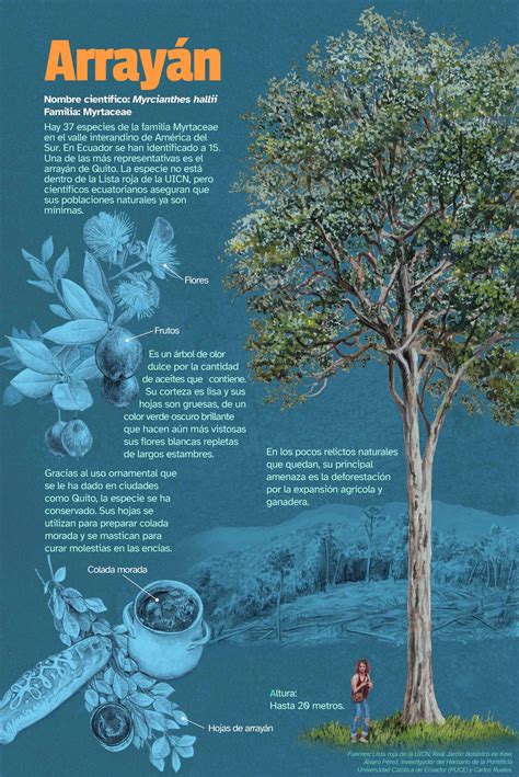 el arrayan chat sites