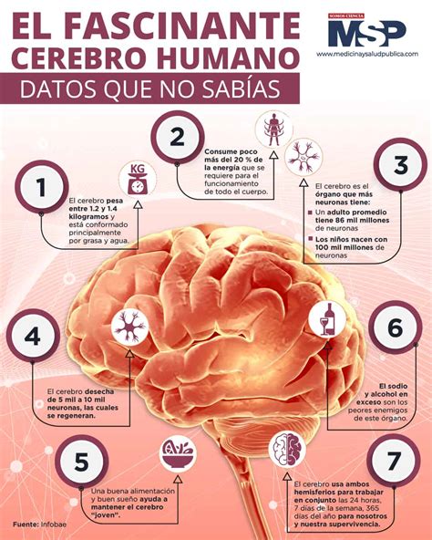 el cerebro
