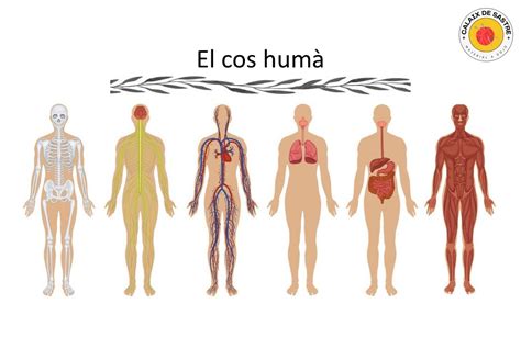 el cos huma per dins