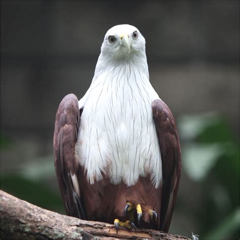 elang | Elang Terbaru 34 Ide Burung Elang Pinterest