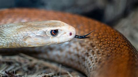 Elapids And Vipers