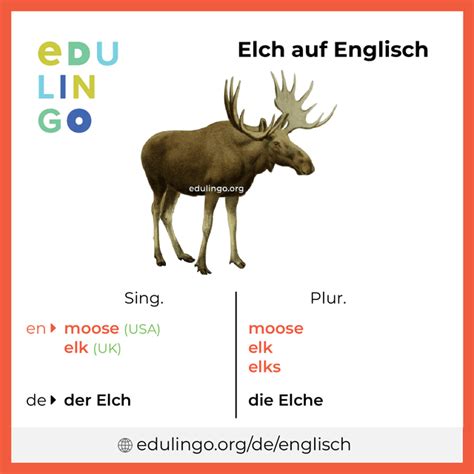 Elch Auf Englisch