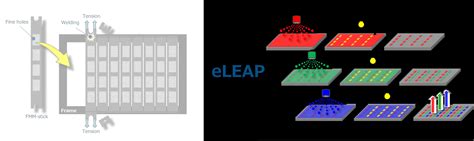 eleap
