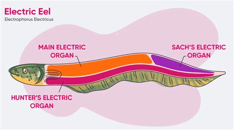 Electric Eel Power