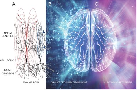electric fields of the brain the neurophysics of