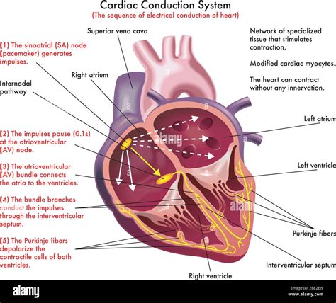 Electrical Conduction Of The Heart