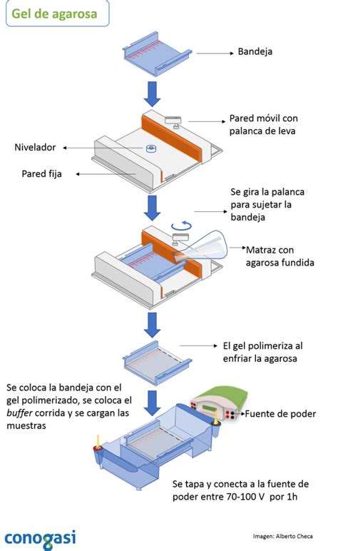 Electroforesis En Gel