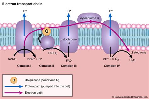 Electron Transport System Ppt