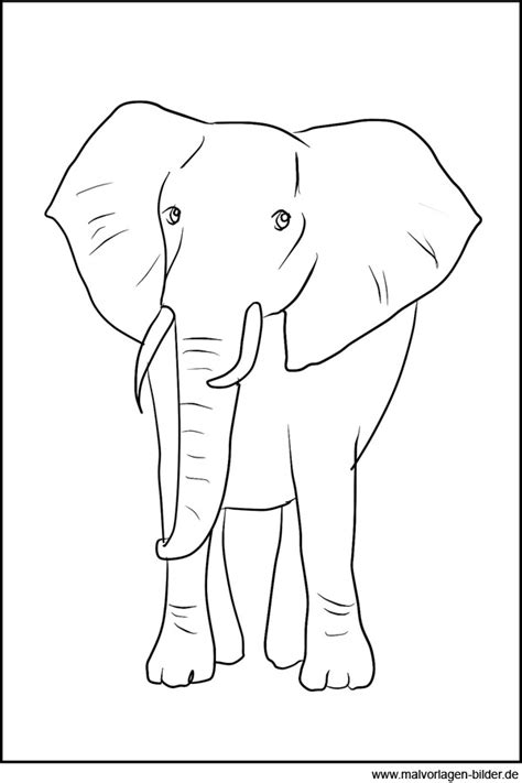 elefant zeichenvorlage