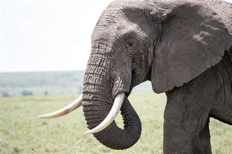 Elefante El