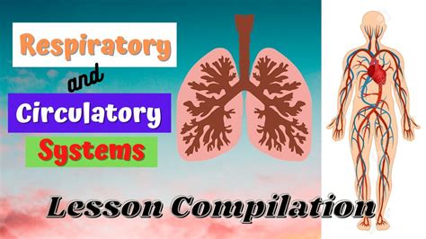 Elementary Anatomy Nervous Respiratory And Circulatory Systems Set Respiratory System Activities For Elementary Students - Respiratory System Activities For Elementary Students