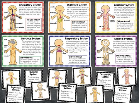 Elementary Grades Human Body Systems Test