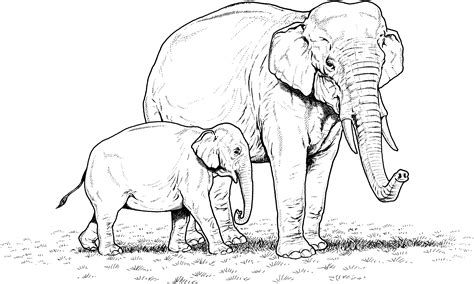 Elephant Coloring Pages Elephant Family Coloring Pages - Elephant Family Coloring Pages