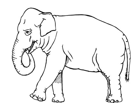 Elephant Colouring Picture 8211 An Enchanted Place Elephant Pictures To Color - Elephant Pictures To Color
