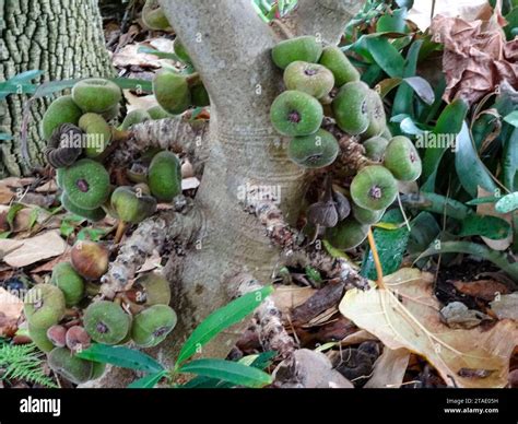 elephant ear fig tree fruit