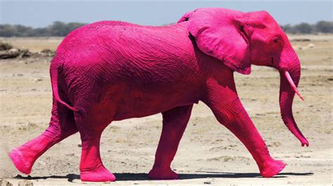 elephant pink