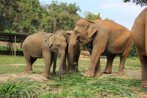 Elephant Sanctuary Is The Answer To Mahouts X27 Animals With Their Shelters - Animals With Their Shelters